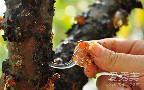 桃胶的功效与作用 桃胶怎么吃比较美容