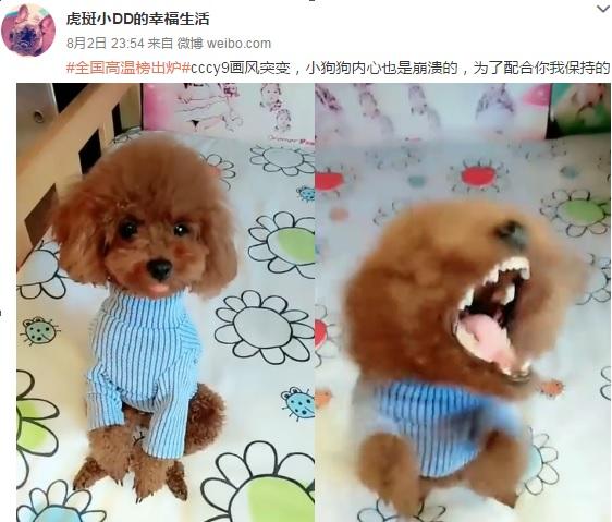 宋喆的宠物微博突然更新，全新内容暗示马蓉和王宝强无处藏身？