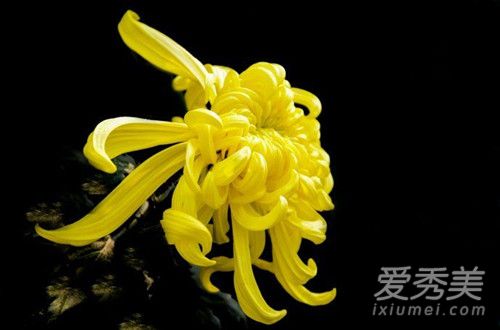 菊花可以洗脸吗 菊花洗脸有什么好处