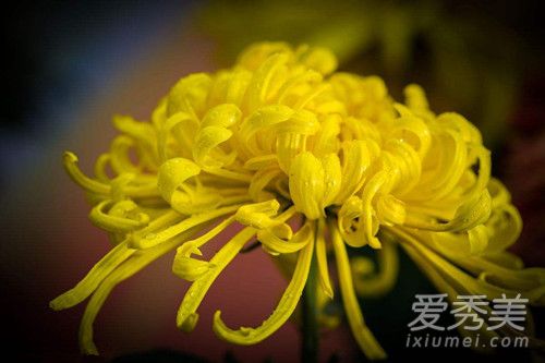 菊花可以洗脸吗 菊花洗脸有什么好处