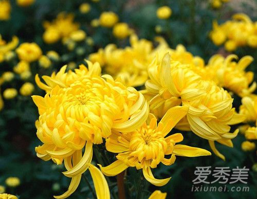 菊花可以洗脸吗 菊花洗脸有什么好处